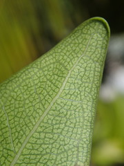 Ficus reflexa sechellensis