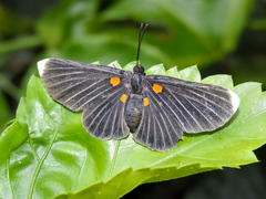 Melanis acroleuca acroleuca