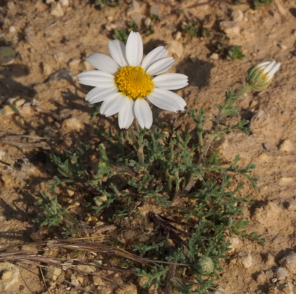 Anthemis melampodina
