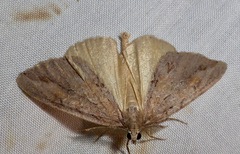 Pseudocoremia lupinata