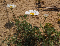 Anthemis melampodina