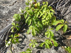 Ipomoea venosa