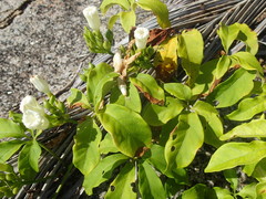 Ipomoea venosa