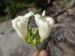 Ipomoea venosa