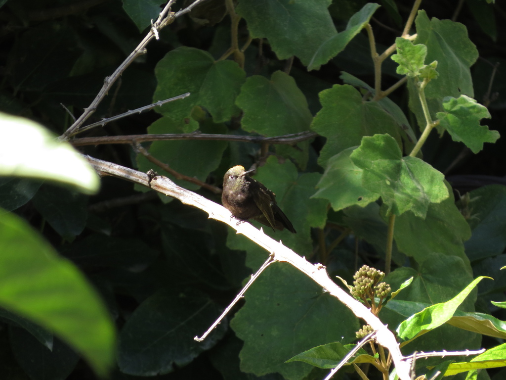 Black Metaltail