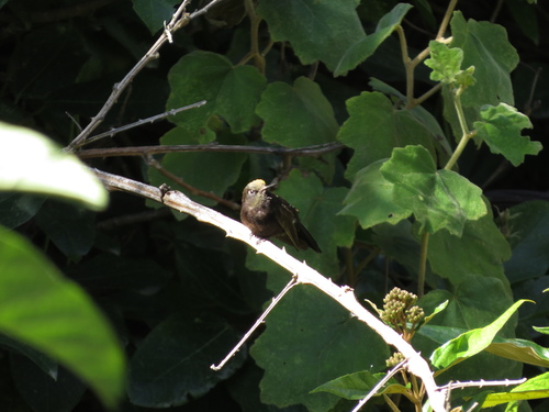 Black Metaltail