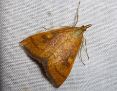 Mnesictena flavidalis