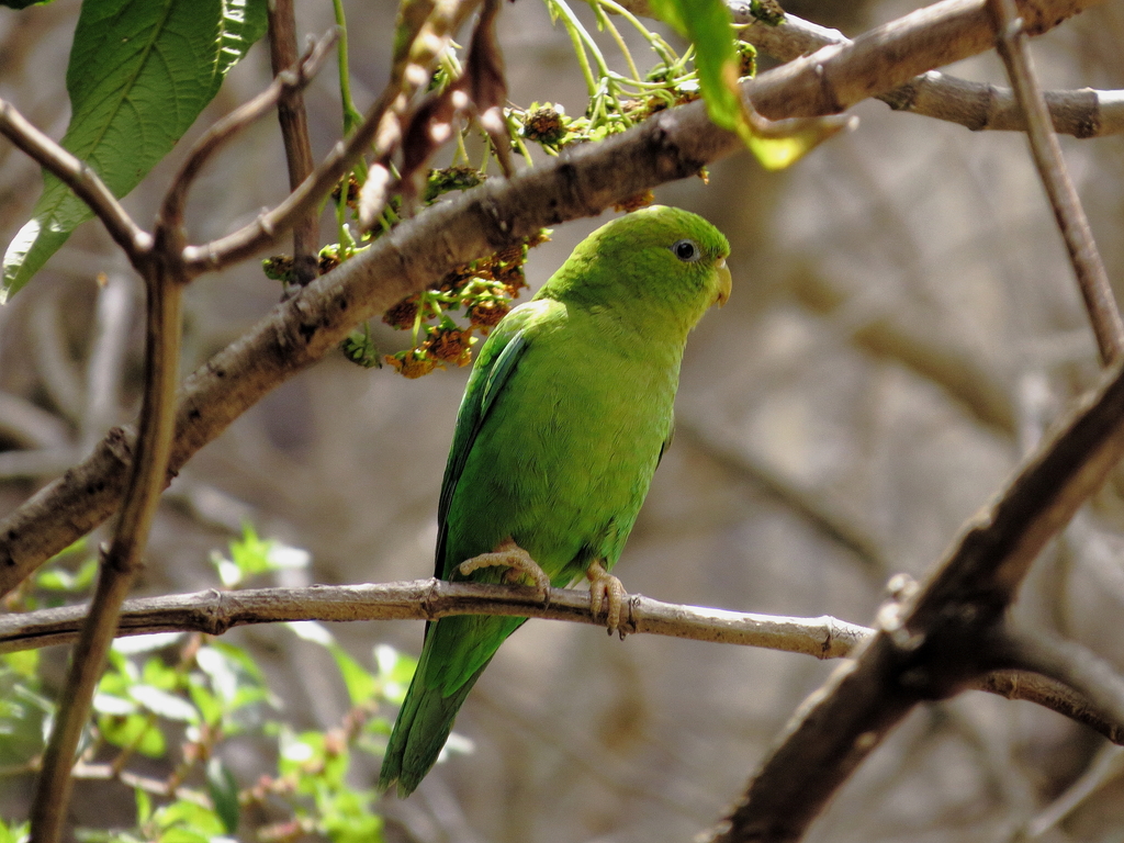 Andean Parakeet from Sangal 06200, Peru on March 11, 2016 at 11:40 AM ...