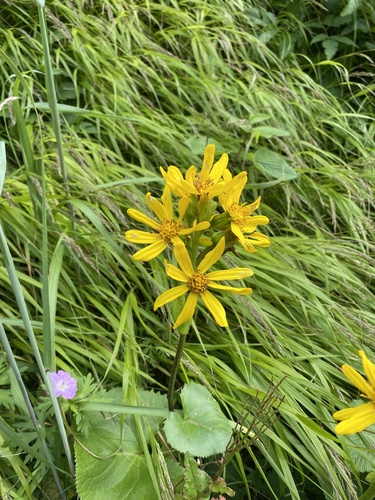 Ligularia hodgsonii, photograph 6