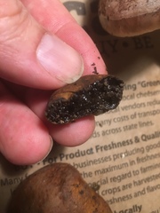 Melanogaster tuberiformis