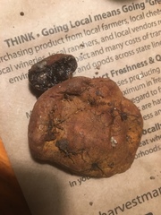 Melanogaster tuberiformis