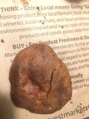 Melanogaster tuberiformis