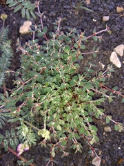 Euphorbia cinerascens