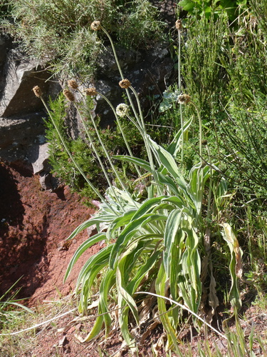 Plantago malato-belizii image