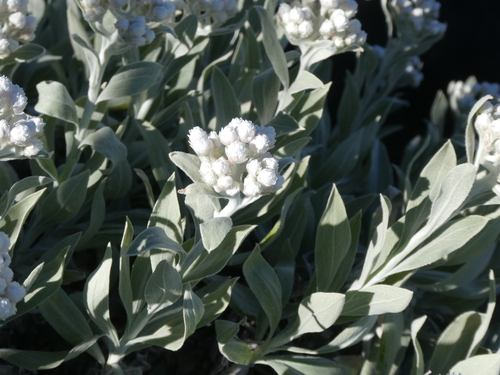 Helichrysum melaleucum image