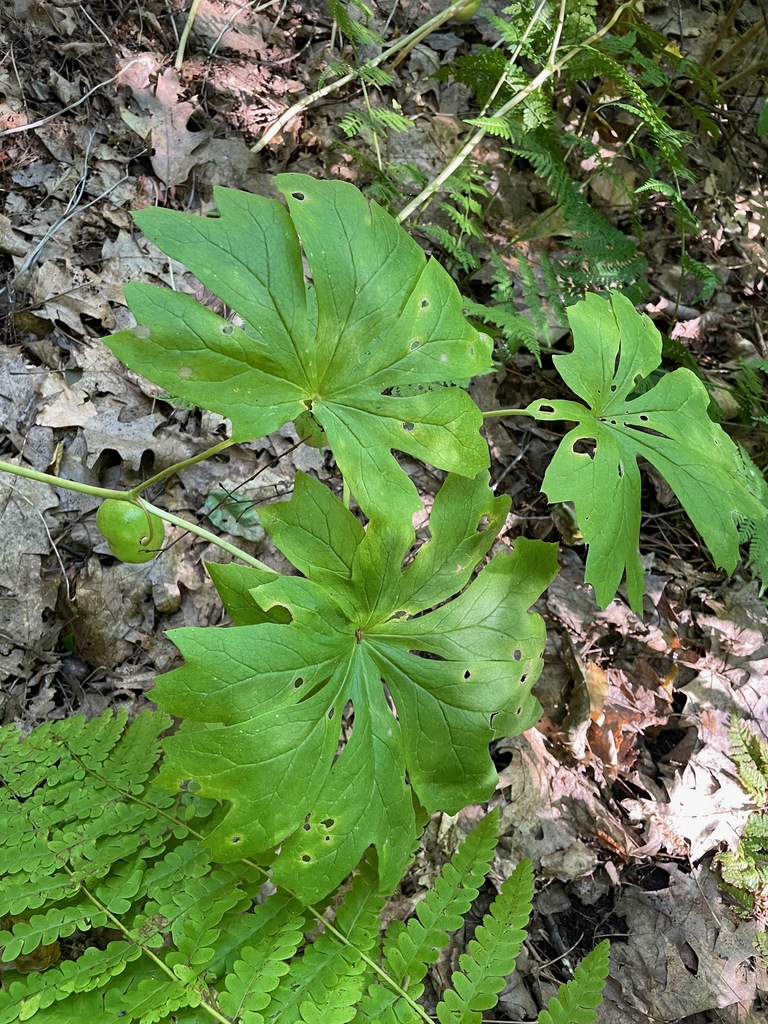 mayapple in August 2023 by Tom Scavo. Montshire Museum of Science (both ...