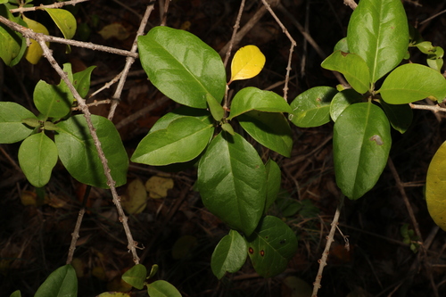 Volkameria inermis