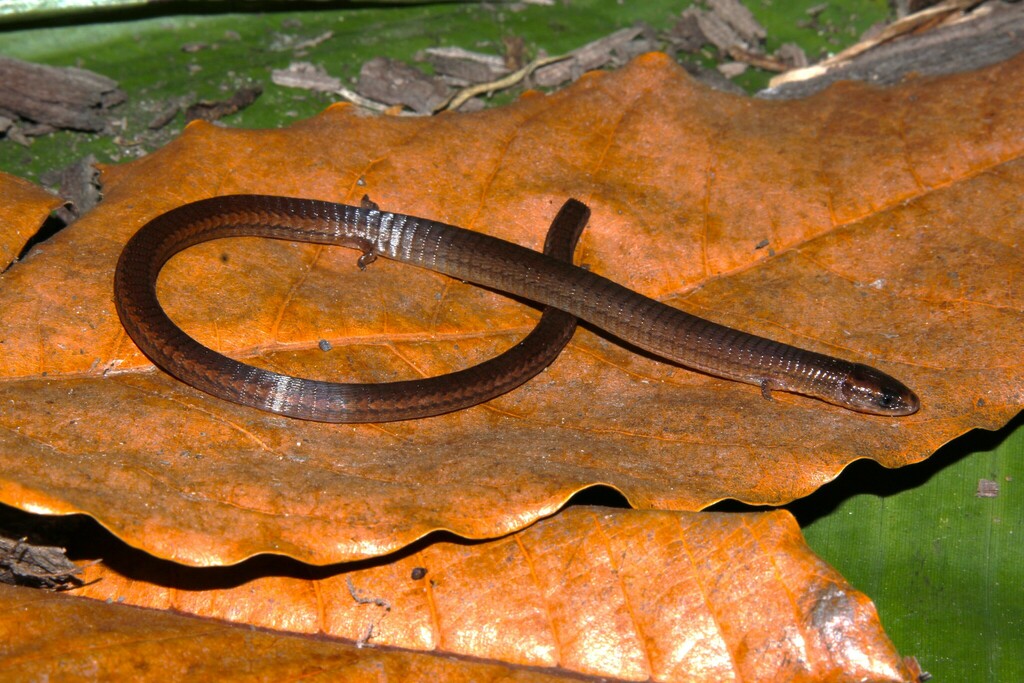 Manaus Earless Teju