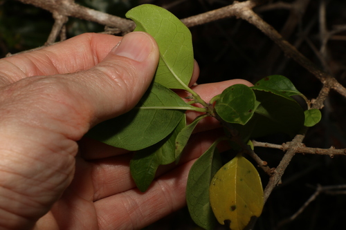 Volkameria inermis