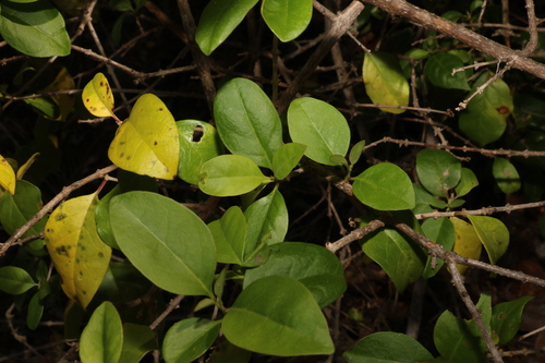 Volkameria inermis