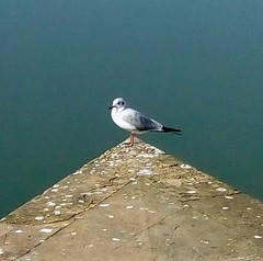 Chroicocephalus ridibundus