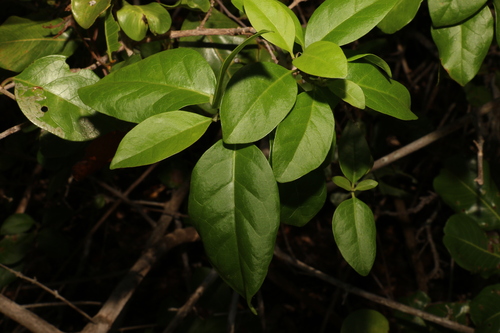 Volkameria inermis