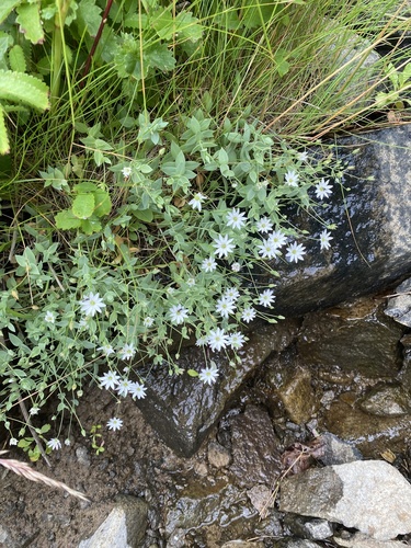 Stellaria ruscifolia iNat (3)