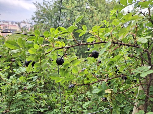 Rosa spinosissima