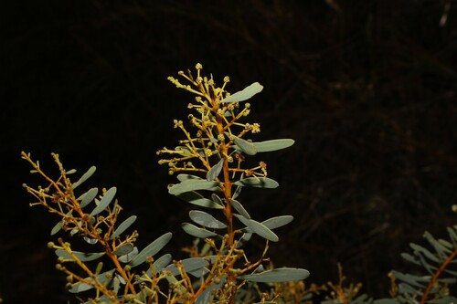 Image of Acacia decora by (c) Greg Tasney, some rights reserved (CC BY-SA)
