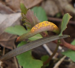 Puccinia mariae-wilsoniae