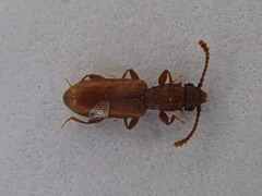 Silvanus bidentatus
