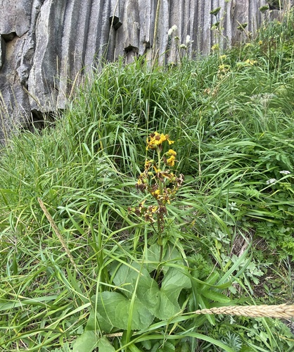 Ligularia hodgsonii, photograph 3