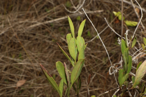 Image of Vincetoxicum carnosum by (c) Greg Tasney, some rights reserved (CC BY-SA)
