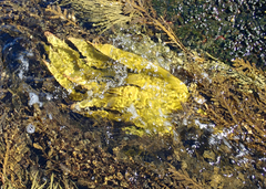 Lessonia tholiformis