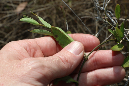 Image of Vincetoxicum carnosum by (c) Greg Tasney, some rights reserved (CC BY-SA)