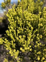 Erica axillaris