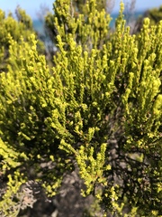 Erica axillaris