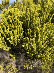 Erica axillaris