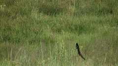 Euplectes progne progne