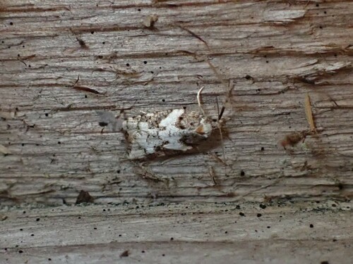 Western Black-headed Budworm photo 2