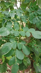 Moringa