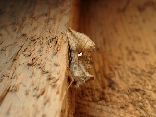 Shanded Gold Spot photo 2