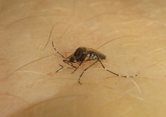 Aedes vigilax
