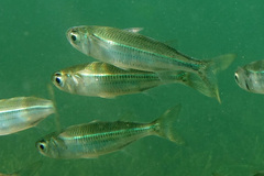 Atherinomorus vaigiensis