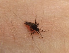 Aedes vigilax
