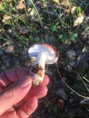 Russula silvicola