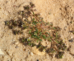 Polycarpon succulentum