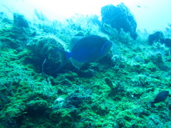 Balistes vetula