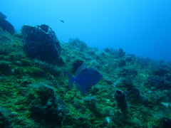 Balistes vetula