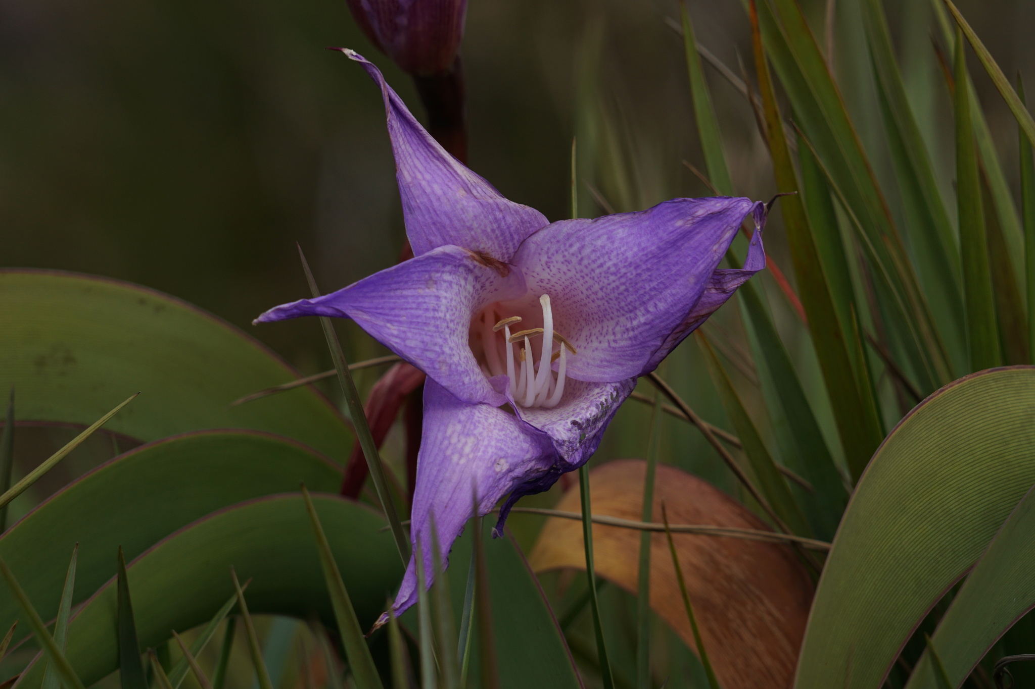 Worsleya procera